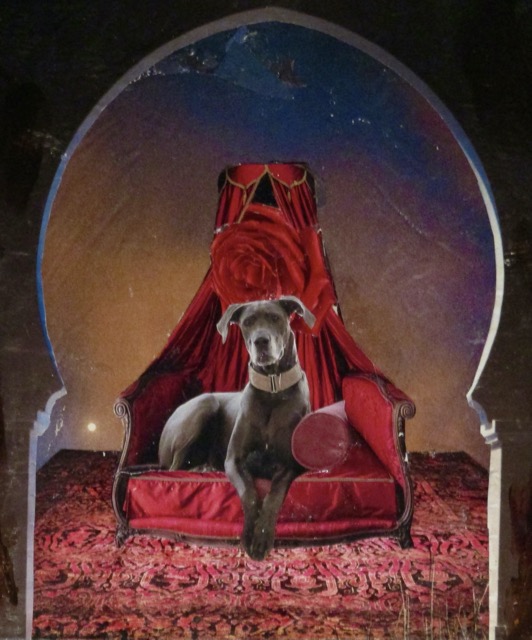 Elegant Dog